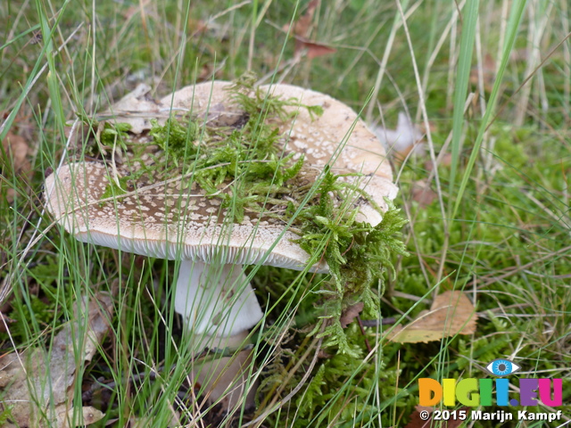 FZ020455 Moss on mushroom